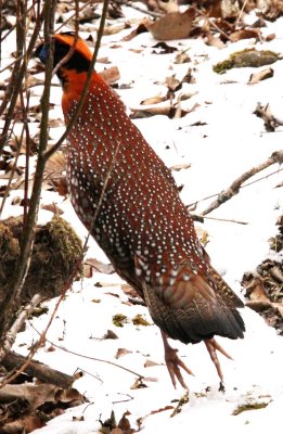 BIRD - TEMMINCK'S TRAGOPAN - FOPING NATURE RESERVE - SHAANXI PROVINCE CHINA (4).JPG