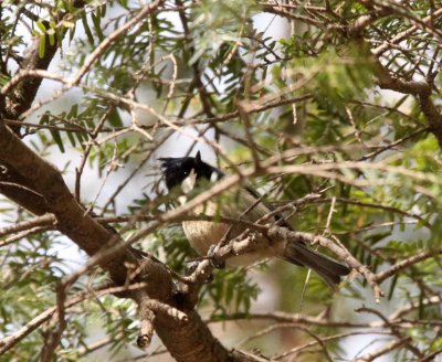 BIRD - TIT - COAL TIT - FOPING NATURE RESERVE - SHAANXI PROVINCE CHINA (1).JPG