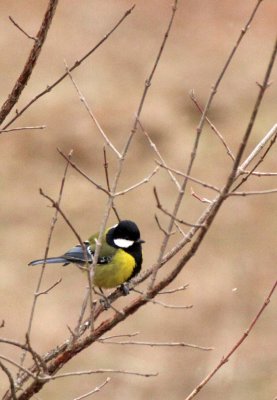 BIRD - TIT - GREEN-BACKED TIT - FOPING NATURE RESERVE - SHAANXI PROVINCE CHINA (2).JPG
