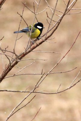 BIRD - TIT - GREEN-BACKED TIT - FOPING NATURE RESERVE - SHAANXI PROVINCE CHINA (4).JPG