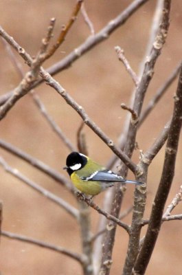 BIRD - TIT - GREEN-BACKED TIT - FOPING NATURE RESERVE - SHAANXI PROVINCE CHINA (9).JPG