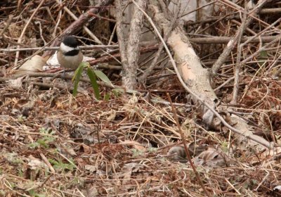 BIRD - TIT - WILLOW TIT - FOPING NATURE RESERVE - SHAANXI PROVINCE CHINA (1).JPG