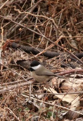 BIRD - TIT - WILLOW TIT - FOPING NATURE RESERVE - SHAANXI PROVINCE CHINA (5).jpg