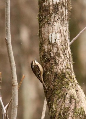 BIRD - TREE CREEPER - EURASIAN TREE CREEPER - FOPING NATURE RESERVE - SHAANXI PROVINCE CHINA (11).JPG