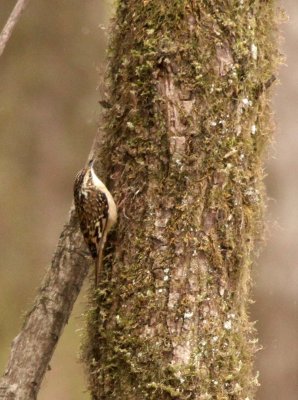 BIRD - TREE CREEPER - EURASIAN TREE CREEPER - FOPING NATURE RESERVE - SHAANXI PROVINCE CHINA (3).JPG