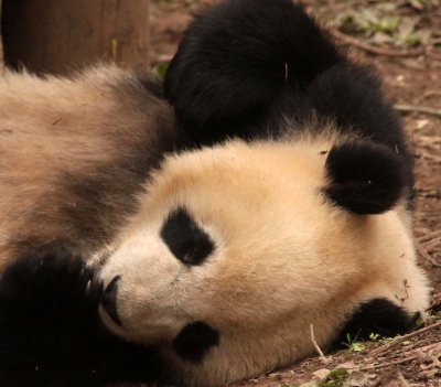URSID - BEAR - GIANT PANDA - YA'AN PANDA RESERVE - SICHUAN CHINA (10).JPG
