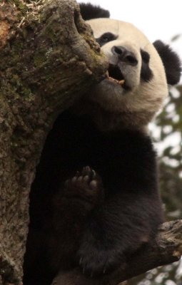 URSID - BEAR - GIANT PANDA - YA'AN PANDA RESERVE - SICHUAN CHINA (100).JPG
