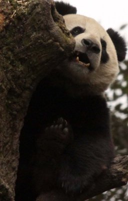 URSID - BEAR - GIANT PANDA - YAAN PANDA RESERVE - SICHUAN CHINA (101).JPG