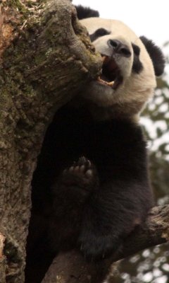 URSID - BEAR - GIANT PANDA - YA'AN PANDA RESERVE - SICHUAN CHINA (102).JPG