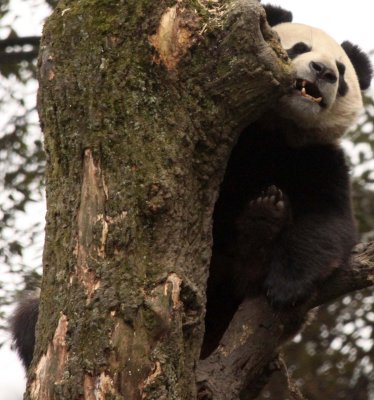 URSID - BEAR - GIANT PANDA - YA'AN PANDA RESERVE - SICHUAN CHINA (103).JPG