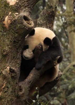 URSID - BEAR - GIANT PANDA - YA'AN PANDA RESERVE - SICHUAN CHINA (105).JPG