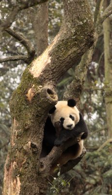URSID - BEAR - GIANT PANDA - YA'AN PANDA RESERVE - SICHUAN CHINA (106).JPG