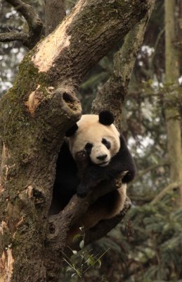 URSID - BEAR - GIANT PANDA - YA'AN PANDA RESERVE - SICHUAN CHINA (108).JPG
