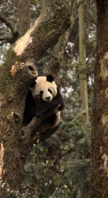 URSID - BEAR - GIANT PANDA - YA'AN PANDA RESERVE - SICHUAN CHINA (109).JPG