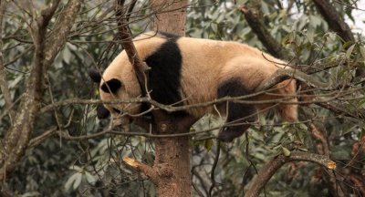 URSID - BEAR - GIANT PANDA - YA'AN PANDA RESERVE - SICHUAN CHINA (11).JPG