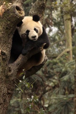 URSID - BEAR - GIANT PANDA - YA'AN PANDA RESERVE - SICHUAN CHINA (110).JPG