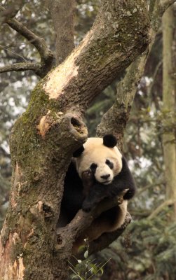 URSID - BEAR - GIANT PANDA - YA'AN PANDA RESERVE - SICHUAN CHINA (111).JPG