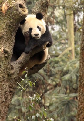 URSID - BEAR - GIANT PANDA - YA'AN PANDA RESERVE - SICHUAN CHINA (114).JPG