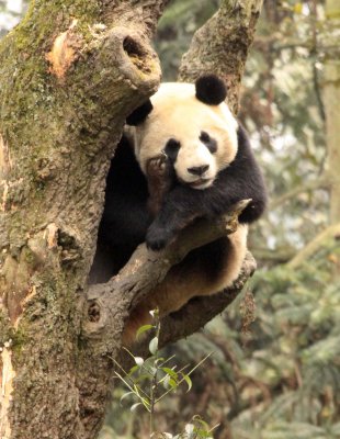 URSID - BEAR - GIANT PANDA - YA'AN PANDA RESERVE - SICHUAN CHINA (116).JPG