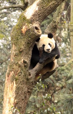 URSID - BEAR - GIANT PANDA - YA'AN PANDA RESERVE - SICHUAN CHINA (117).JPG