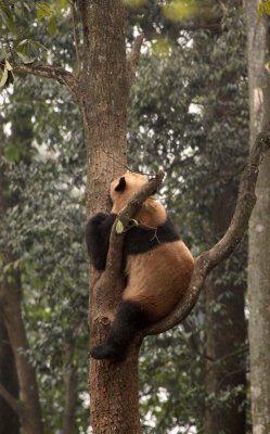 URSID - BEAR - GIANT PANDA - YA'AN PANDA RESERVE - SICHUAN CHINA (12).JPG