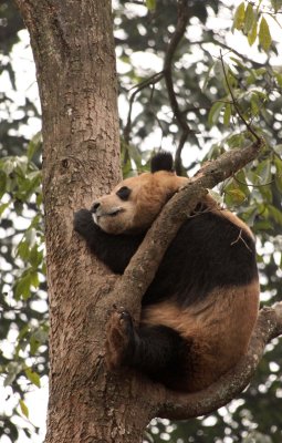 URSID - BEAR - GIANT PANDA - YA'AN PANDA RESERVE - SICHUAN CHINA (14).JPG