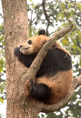 URSID - BEAR - GIANT PANDA - YA'AN PANDA RESERVE - SICHUAN CHINA (15).JPG