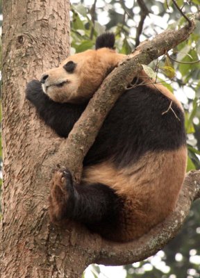 URSID - BEAR - GIANT PANDA - YAAN PANDA RESERVE - SICHUAN CHINA (16).JPG