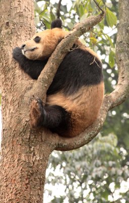 URSID - BEAR - GIANT PANDA - YA'AN PANDA RESERVE - SICHUAN CHINA (17).JPG
