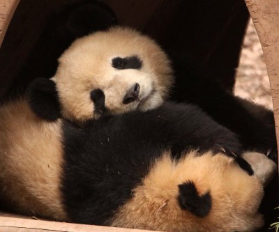 URSID - BEAR - GIANT PANDA - YA'AN PANDA RESERVE - SICHUAN CHINA (18).JPG