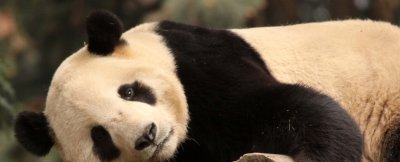 URSID - BEAR - GIANT PANDA - YA'AN PANDA RESERVE - SICHUAN CHINA (2).JPG
