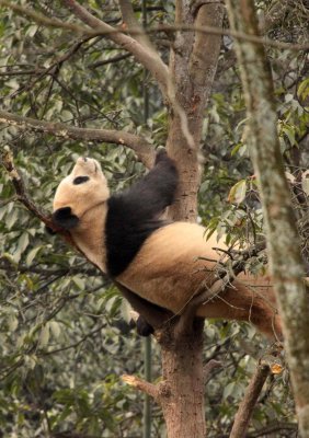 URSID - BEAR - GIANT PANDA - YA'AN PANDA RESERVE - SICHUAN CHINA (20).JPG