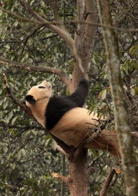 URSID - BEAR - GIANT PANDA - YA'AN PANDA RESERVE - SICHUAN CHINA (21).JPG