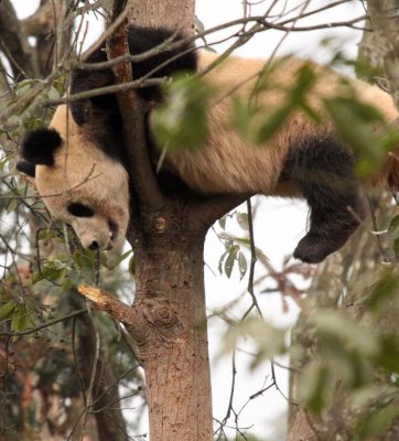 URSID - BEAR - GIANT PANDA - YA'AN PANDA RESERVE - SICHUAN CHINA (24).JPG