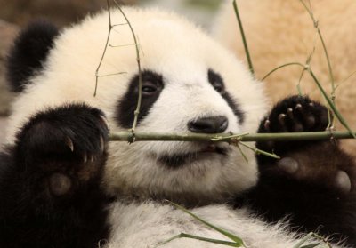 URSID - BEAR - GIANT PANDA - YA'AN PANDA RESERVE - SICHUAN CHINA (25).JPG