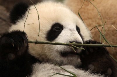 URSID - BEAR - GIANT PANDA - YA'AN PANDA RESERVE - SICHUAN CHINA (27).JPG