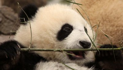 URSID - BEAR - GIANT PANDA - YA'AN PANDA RESERVE - SICHUAN CHINA (28).JPG