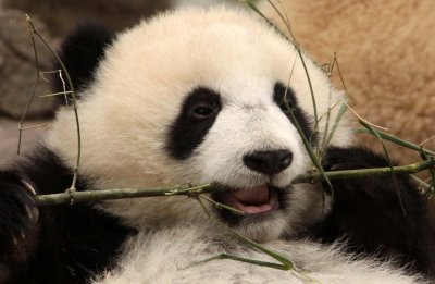 URSID - BEAR - GIANT PANDA - YA'AN PANDA RESERVE - SICHUAN CHINA (29).JPG