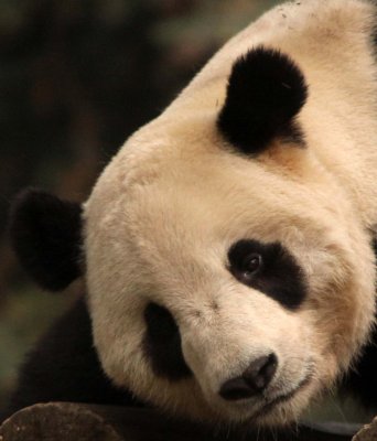 URSID - BEAR - GIANT PANDA - YAAN PANDA RESERVE - SICHUAN CHINA (3).JPG