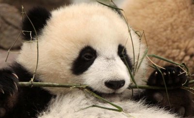 URSID - BEAR - GIANT PANDA - YA'AN PANDA RESERVE - SICHUAN CHINA (30).JPG