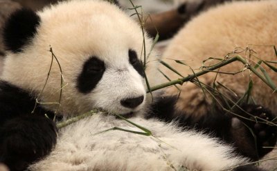 URSID - BEAR - GIANT PANDA - YA'AN PANDA RESERVE - SICHUAN CHINA (33).JPG