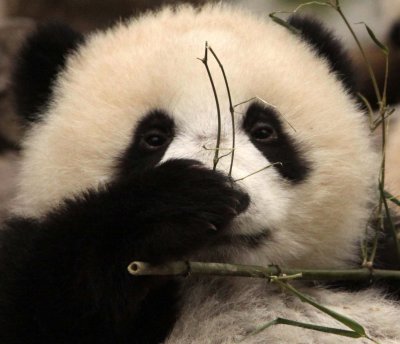 URSID - BEAR - GIANT PANDA - YA'AN PANDA RESERVE - SICHUAN CHINA (35).JPG