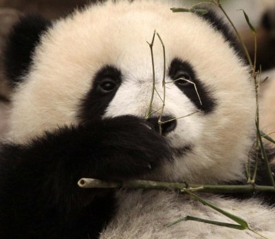 URSID - BEAR - GIANT PANDA - YA'AN PANDA RESERVE - SICHUAN CHINA (36).JPG