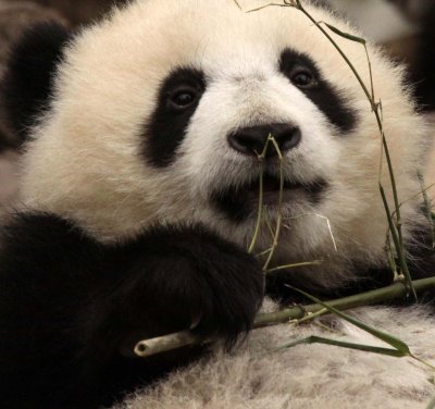 URSID - BEAR - GIANT PANDA - YA'AN PANDA RESERVE - SICHUAN CHINA (37).JPG
