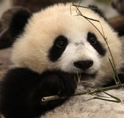 URSID - BEAR - GIANT PANDA - YA'AN PANDA RESERVE - SICHUAN CHINA (38).JPG