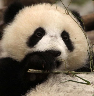 URSID - BEAR - GIANT PANDA - YA'AN PANDA RESERVE - SICHUAN CHINA (39).JPG