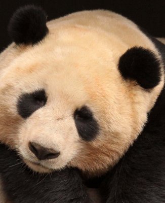 URSID - BEAR - GIANT PANDA - YAAN PANDA RESERVE - SICHUAN CHINA (4).JPG