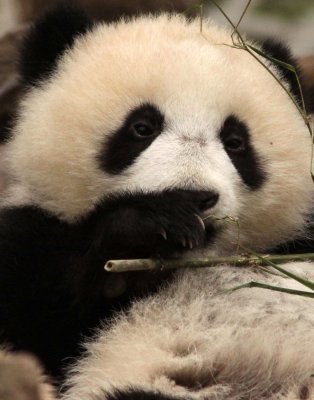 URSID - BEAR - GIANT PANDA - YA'AN PANDA RESERVE - SICHUAN CHINA (40).JPG