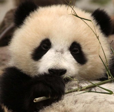 URSID - BEAR - GIANT PANDA - YA'AN PANDA RESERVE - SICHUAN CHINA (41).JPG