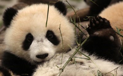 URSID - BEAR - GIANT PANDA - YA'AN PANDA RESERVE - SICHUAN CHINA (43).JPG